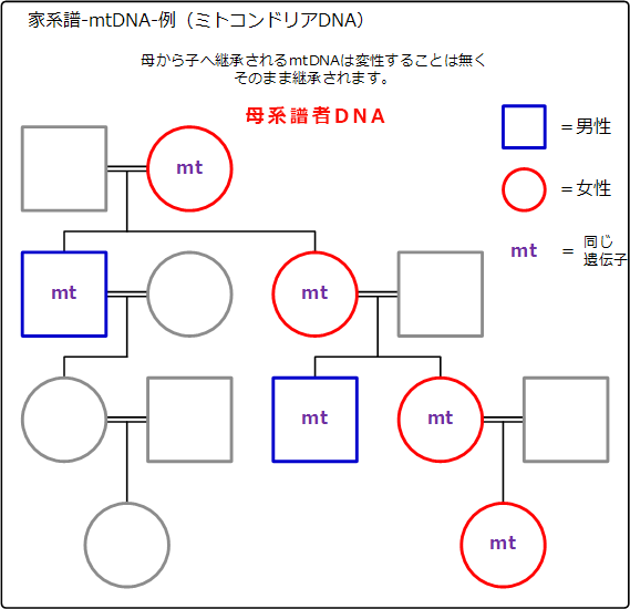 家系譜-ゲノム占有率-略例